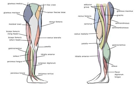 woman leg side view|parts of the leg diagram.